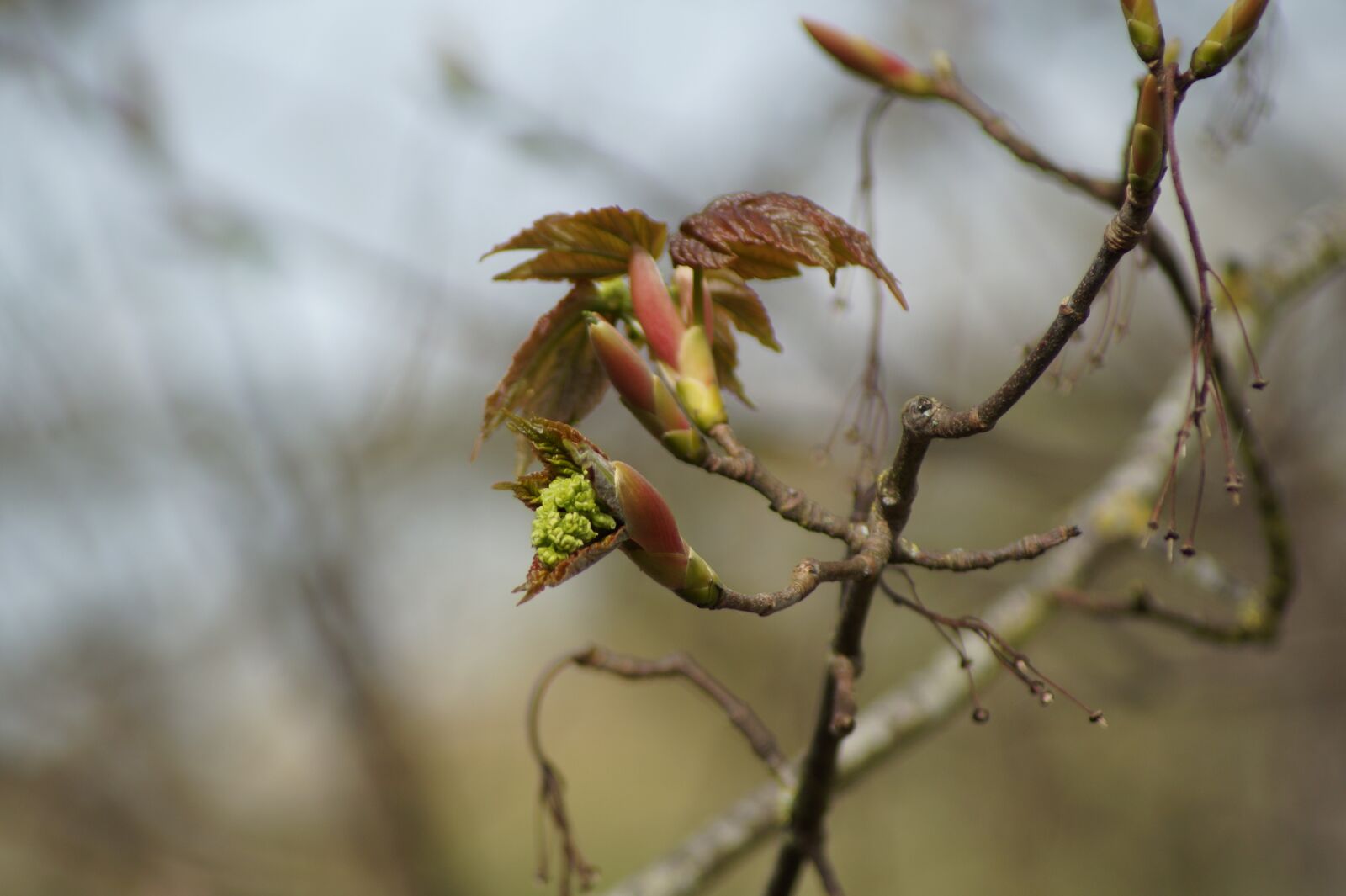 Sony SLT-A58 sample photo. Bud, spring, flower photography