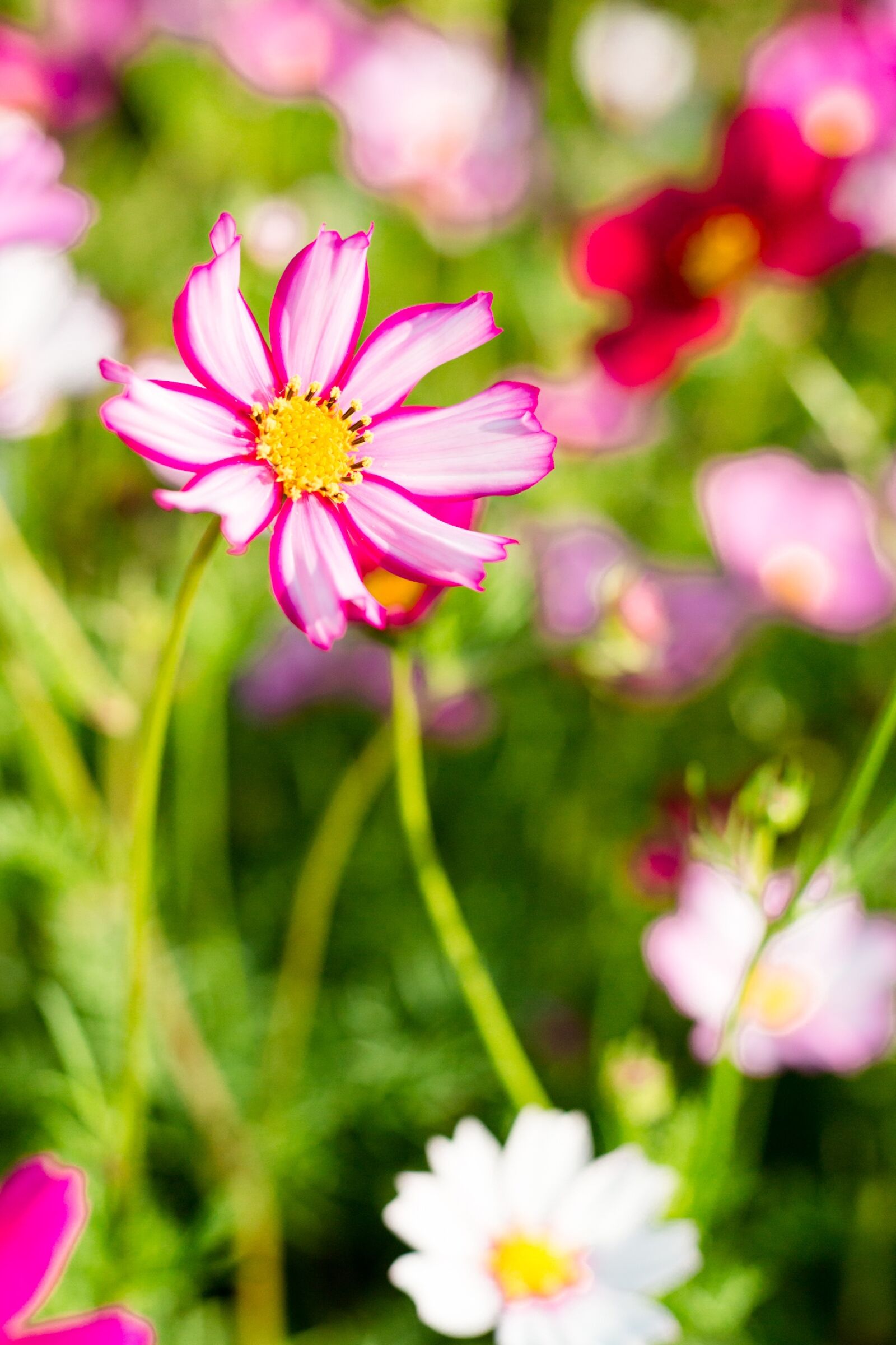 Canon EOS 5D Mark III sample photo. Nature, flower, plant photography