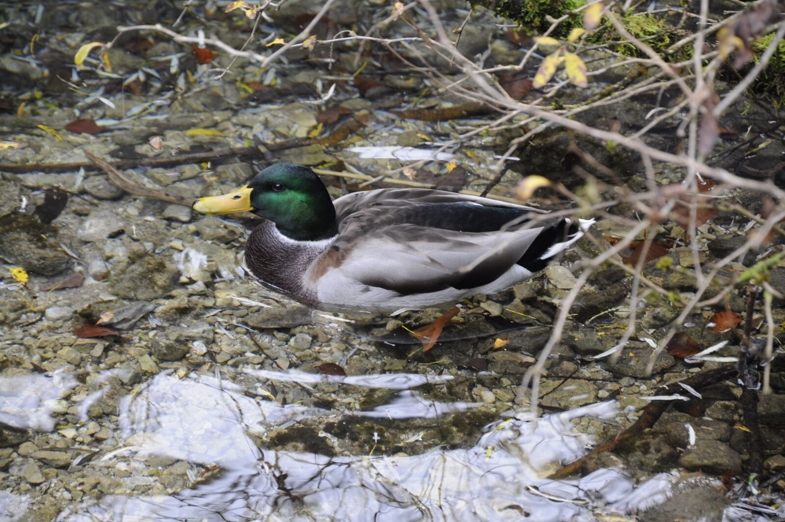 Nikon D90 sample photo. Duck, nature, drake photography
