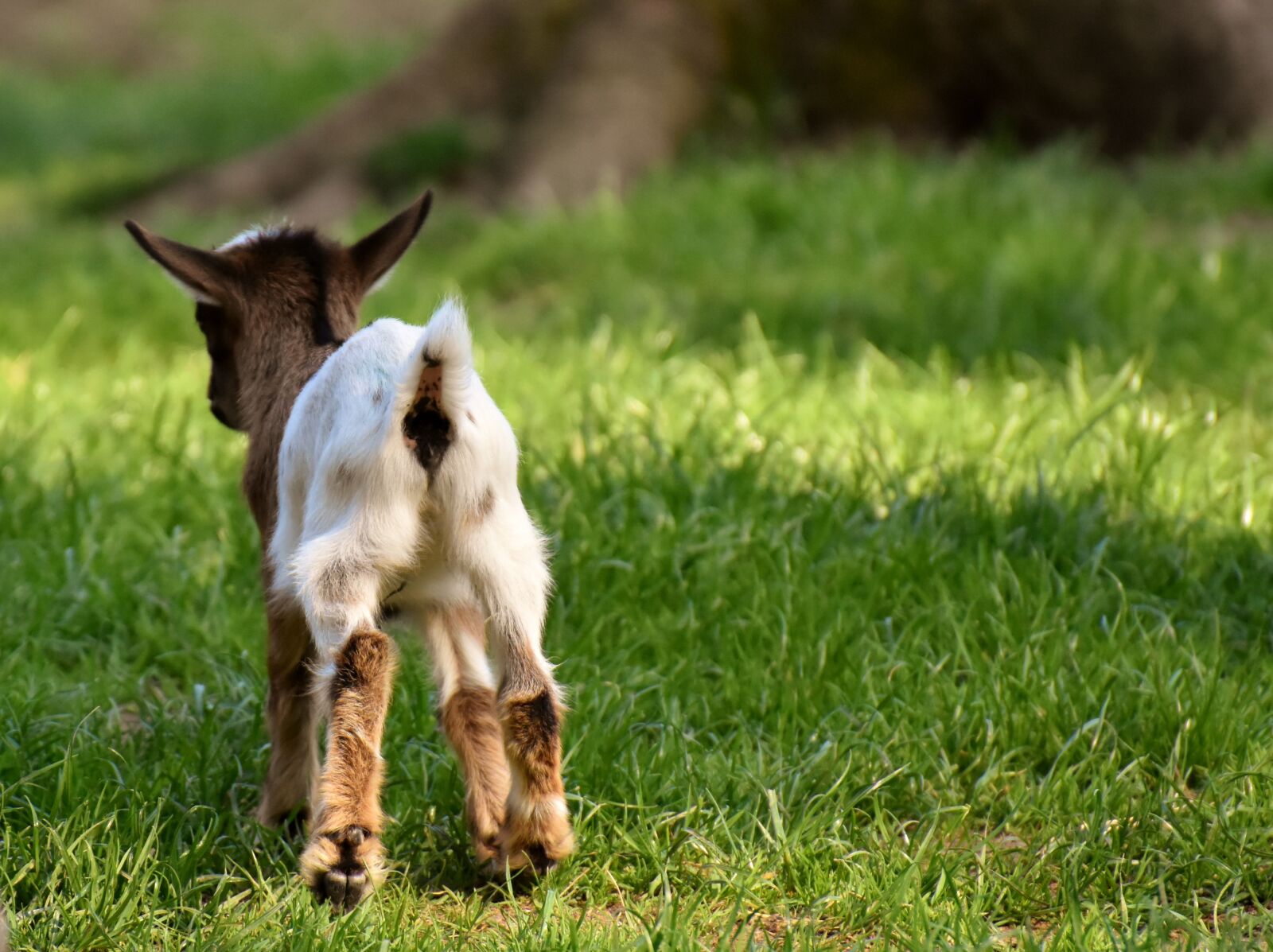 Nikon D7200 sample photo. Goat, young animals, playful photography