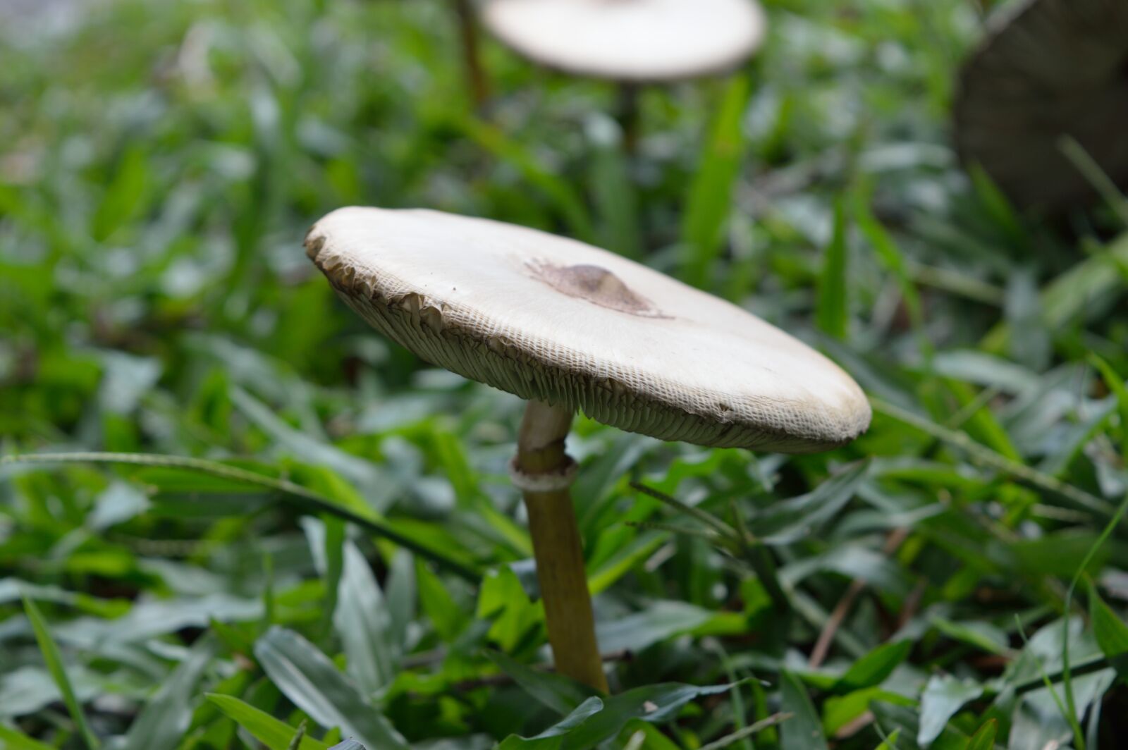 Nikon D3200 sample photo. Mushroom, fungi, cap photography