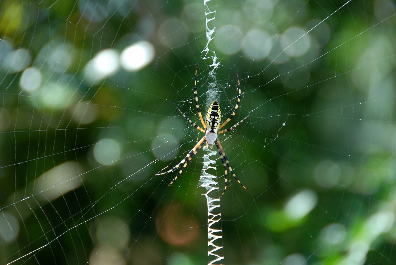Nikon D200 sample photo. Garden spider, yellow, black photography