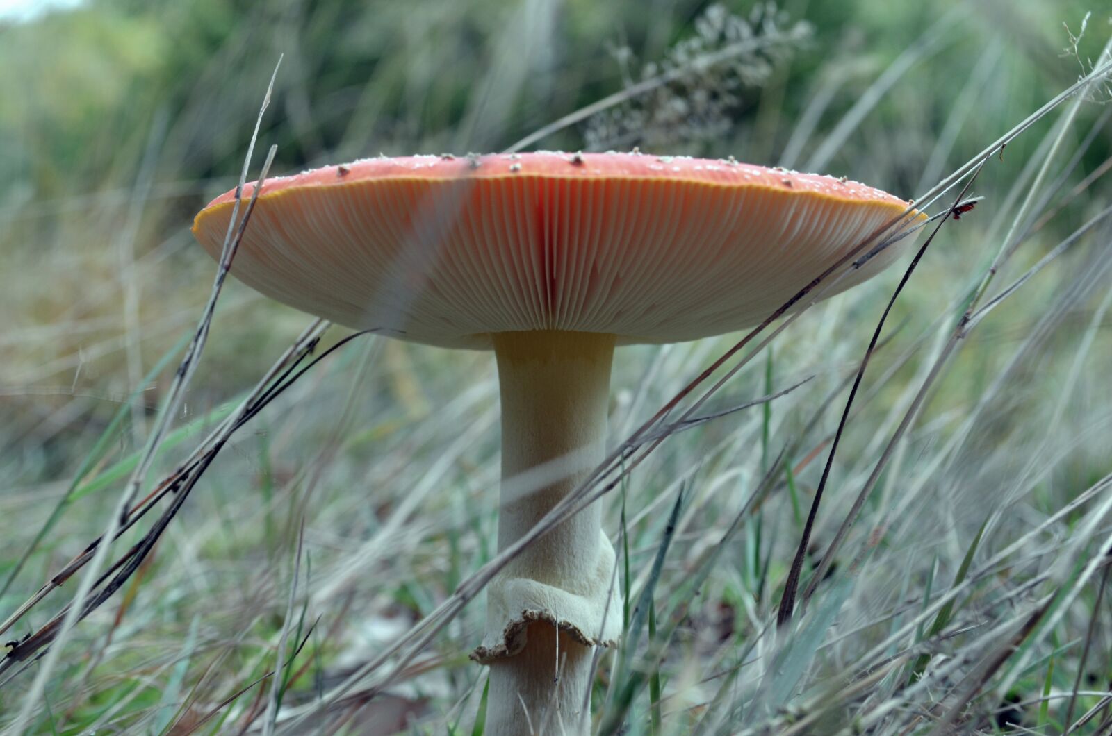 Nikon D5100 sample photo. Mushroom, forest, red photography