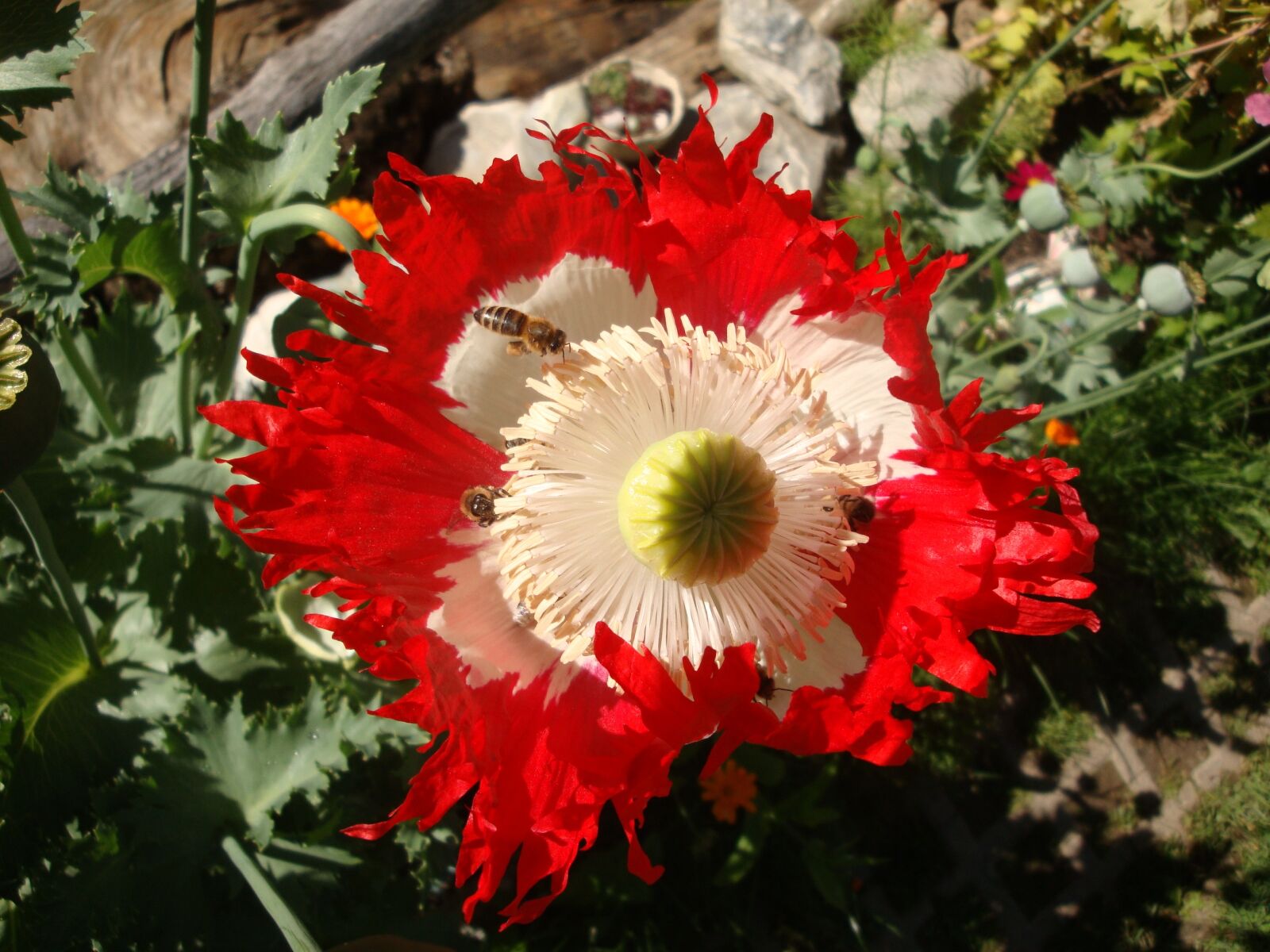 Sony Cyber-shot DSC-W170 sample photo. Poppy, bee, flower photography