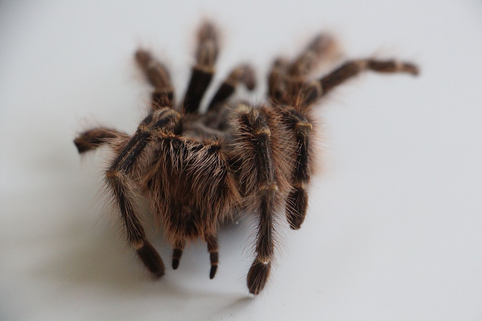 Canon EOS 700D (EOS Rebel T5i / EOS Kiss X7i) sample photo. Tarantula, skin, hair photography