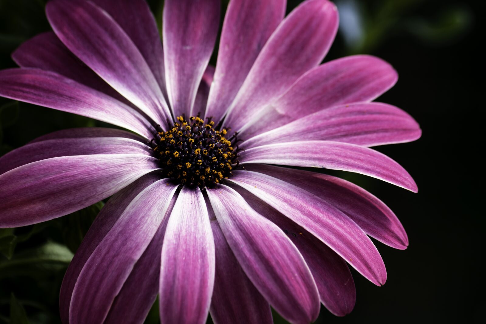 Canon EOS 750D (EOS Rebel T6i / EOS Kiss X8i) sample photo. African daisy, daisy, pink photography