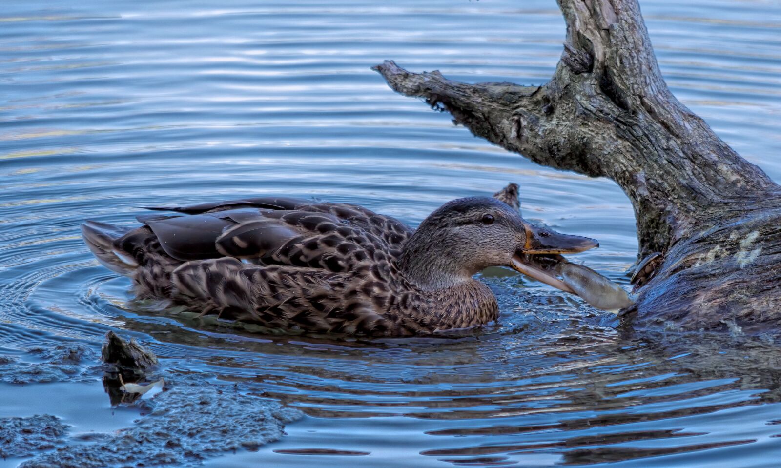 Panasonic Lumix DC-G9 sample photo. Duck, fish, pond photography