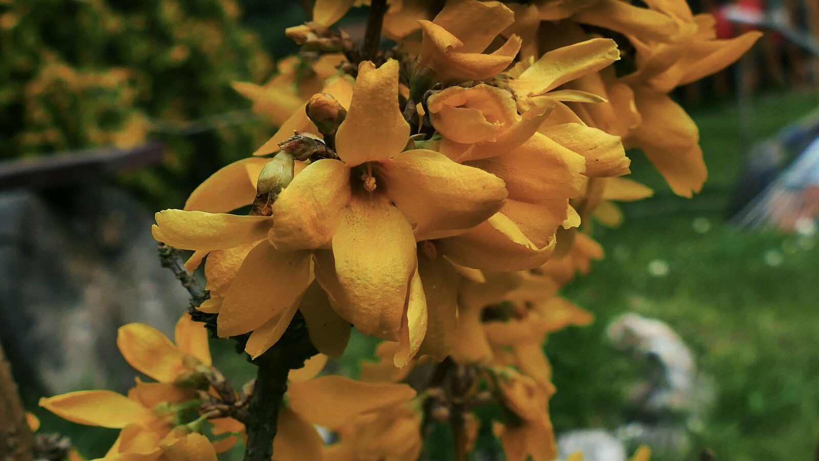 Panasonic Lumix DMC-FZ1000 sample photo. Forsythia, flower, yellow photography