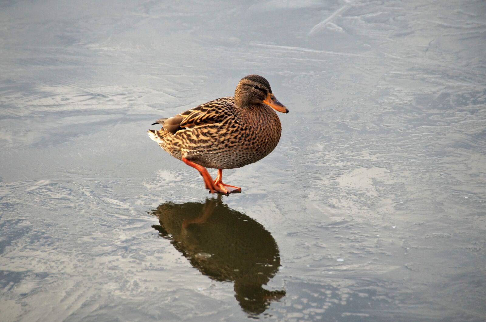 Sony SLT-A58 sample photo. Duck, wild, bird photography