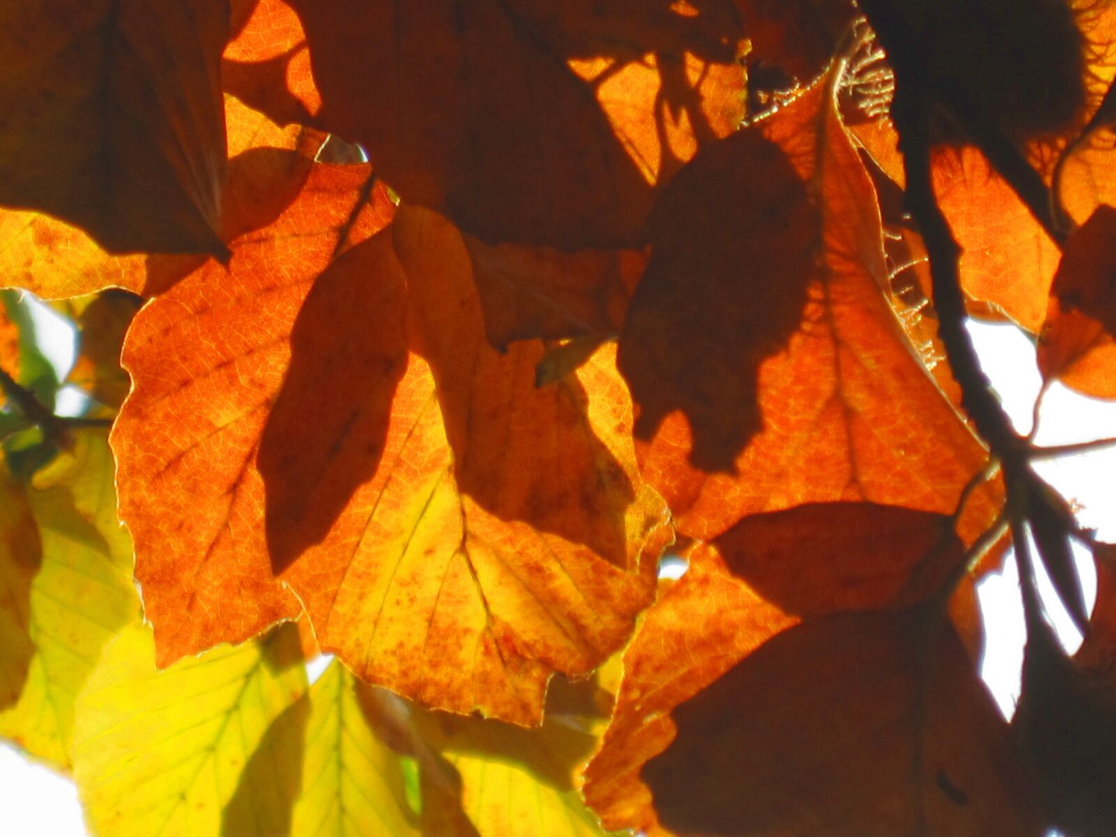Canon PowerShot SD780 IS (Digital IXUS 100 IS / IXY Digital 210 IS) sample photo. Autumn, leaves, fall foliage photography