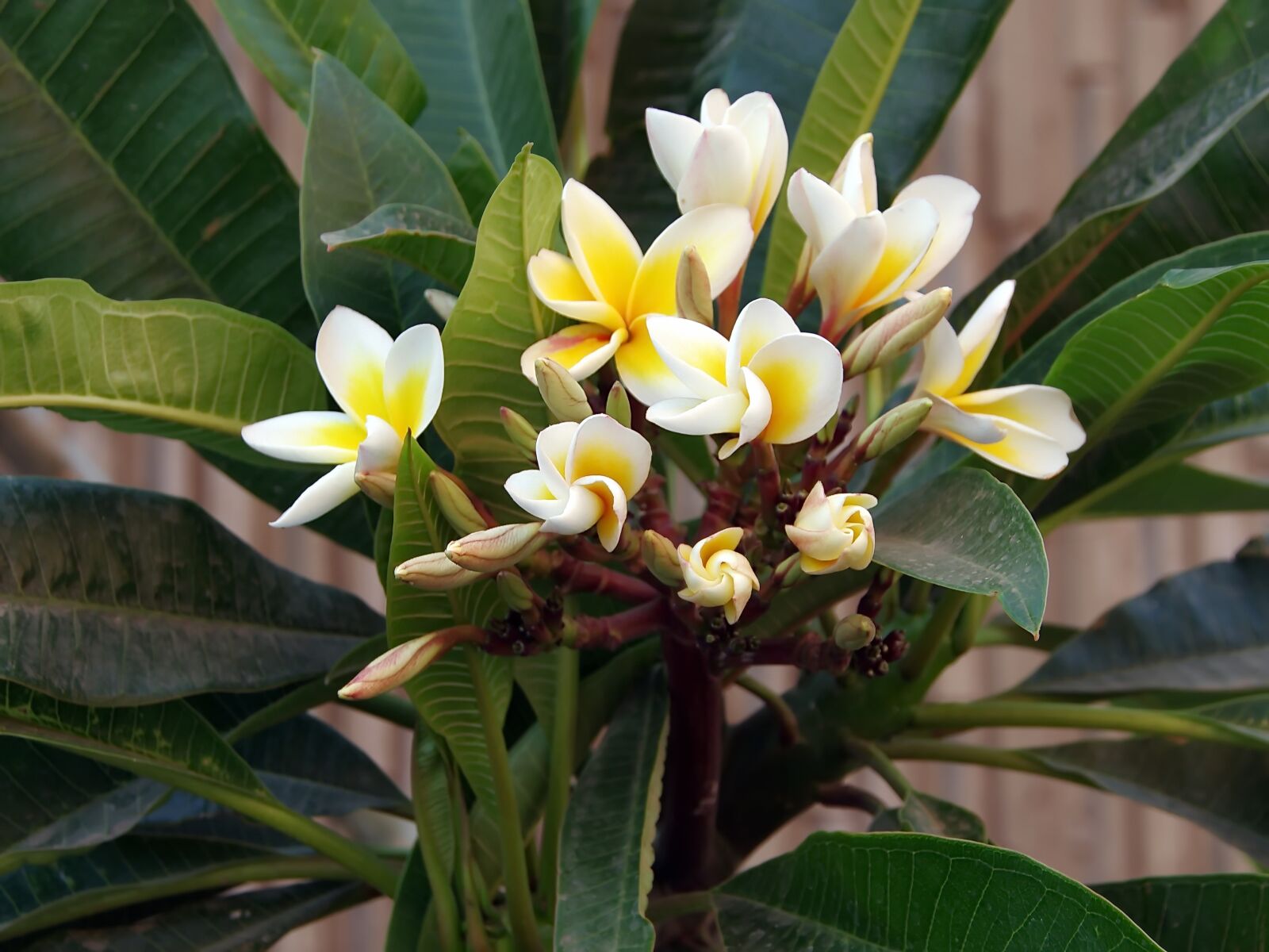 Pentax K-5 sample photo. Frangipani, yellow flower, turbiné photography