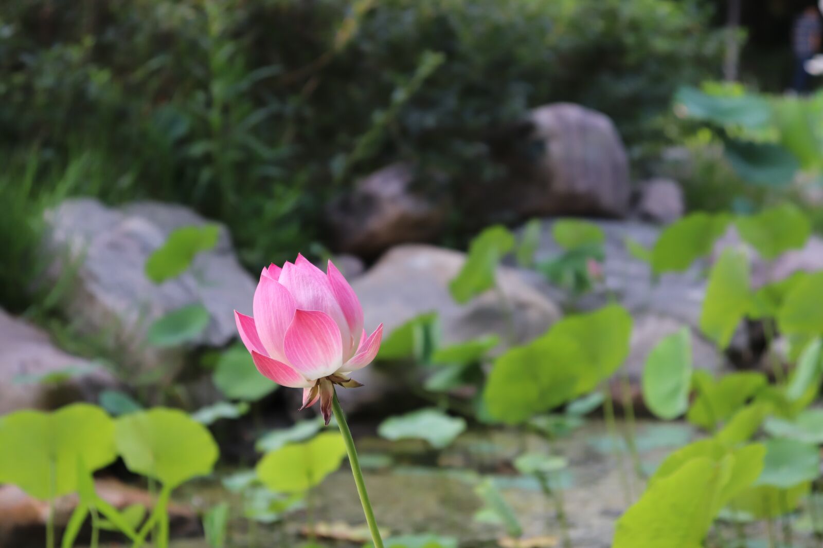 Canon EOS 800D (EOS Rebel T7i / EOS Kiss X9i) sample photo. Lotus, flower, leaf photography