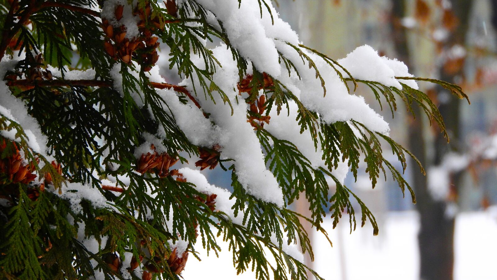 Nikon Coolpix P610 sample photo. The snow on the photography