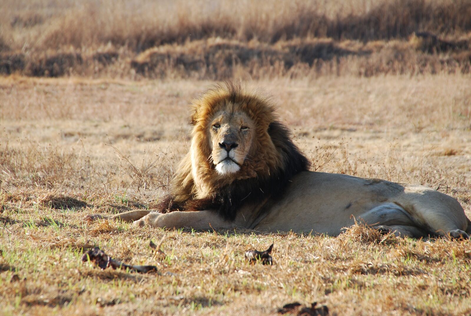 Nikon D80 sample photo. Lion male, south africa photography