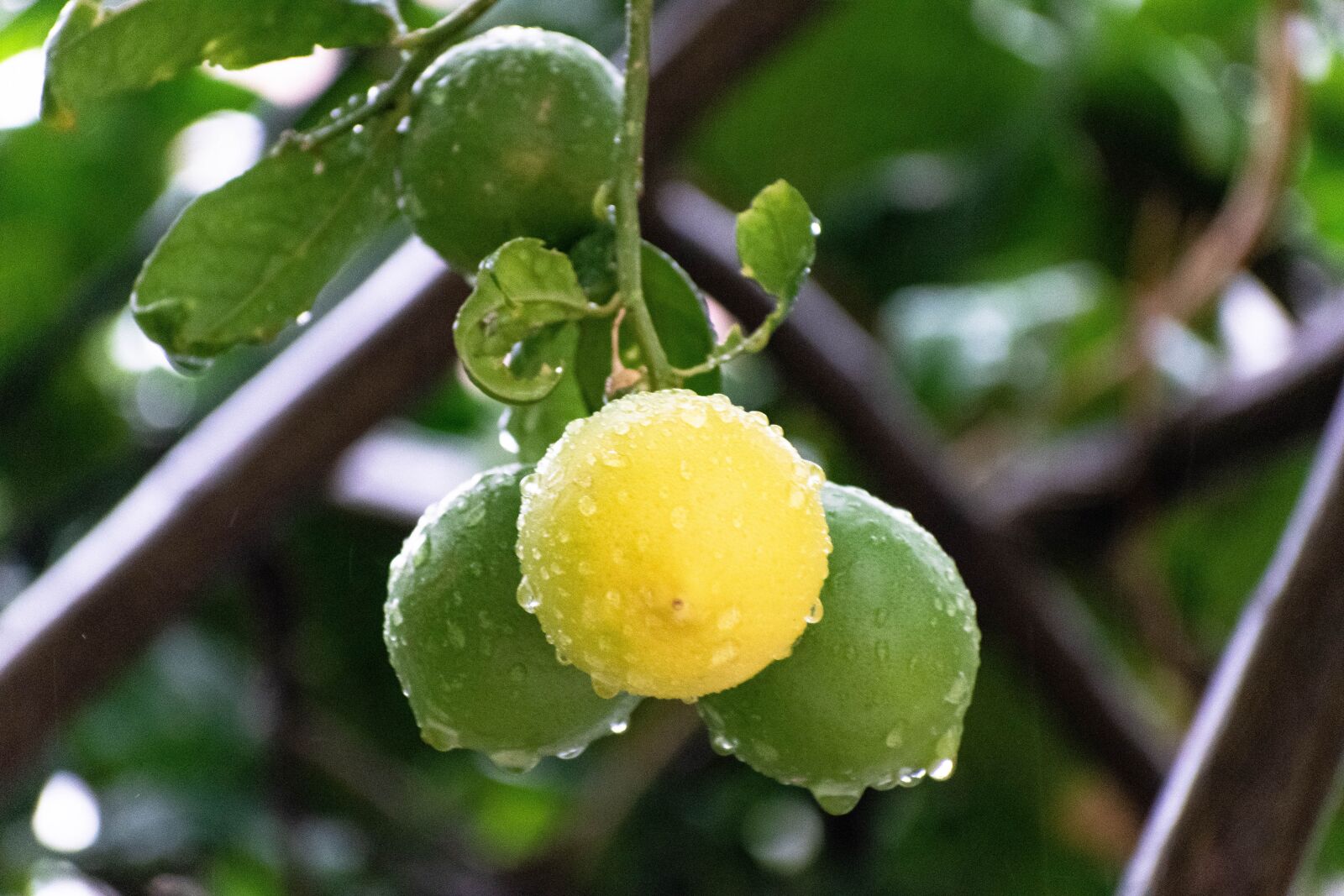 Nikon D3300 sample photo. Lemon, rains, plant photography