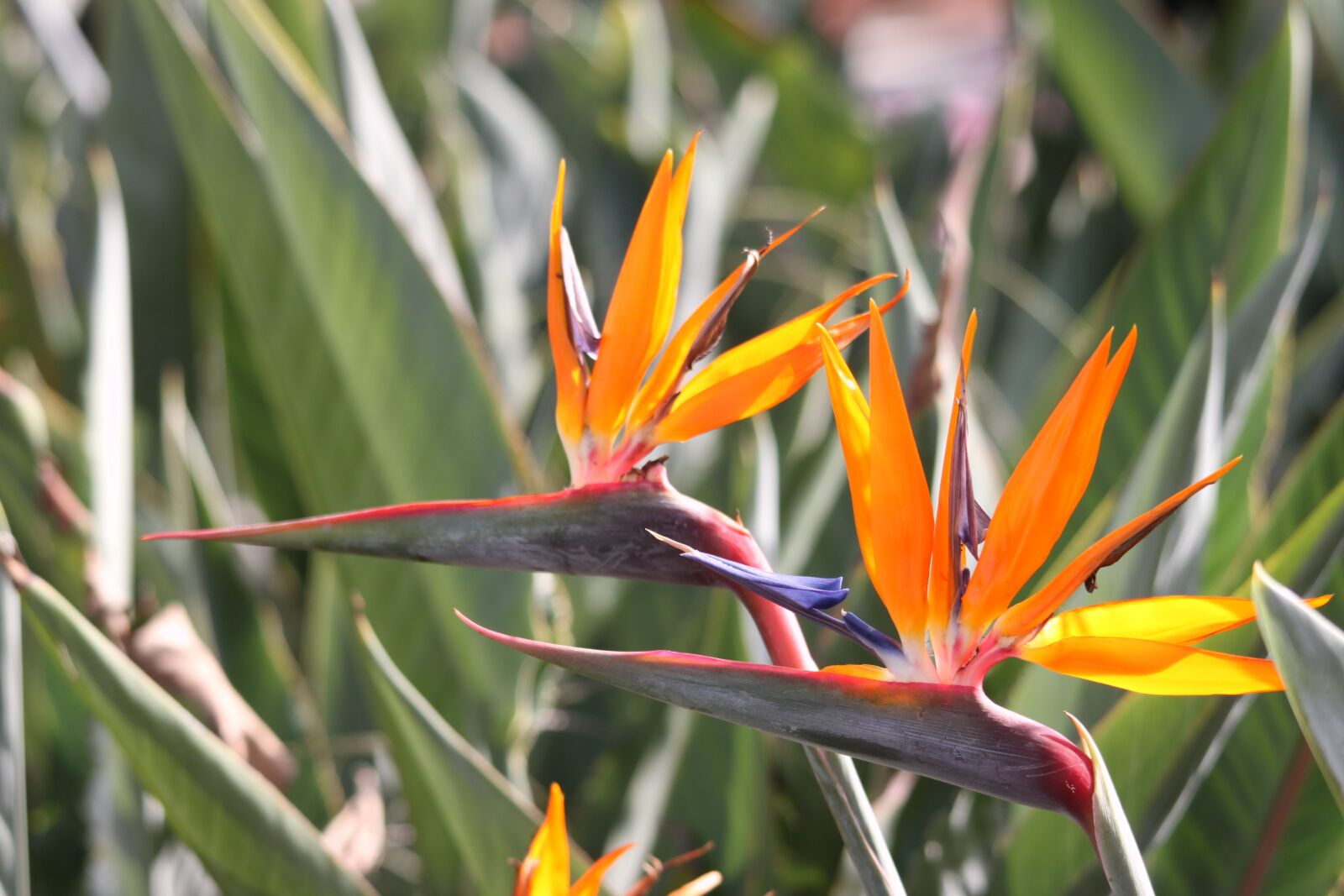 Canon EOS 500D (EOS Rebel T1i / EOS Kiss X3) sample photo. Strelitzias, bird of paradise photography