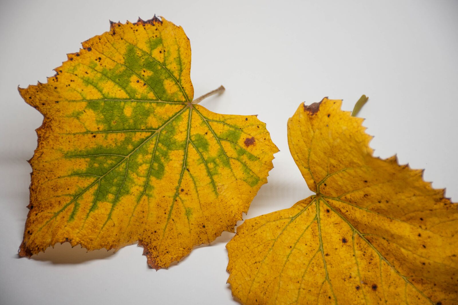 Nikon D7200 sample photo. Leaves, colorful, autumn photography
