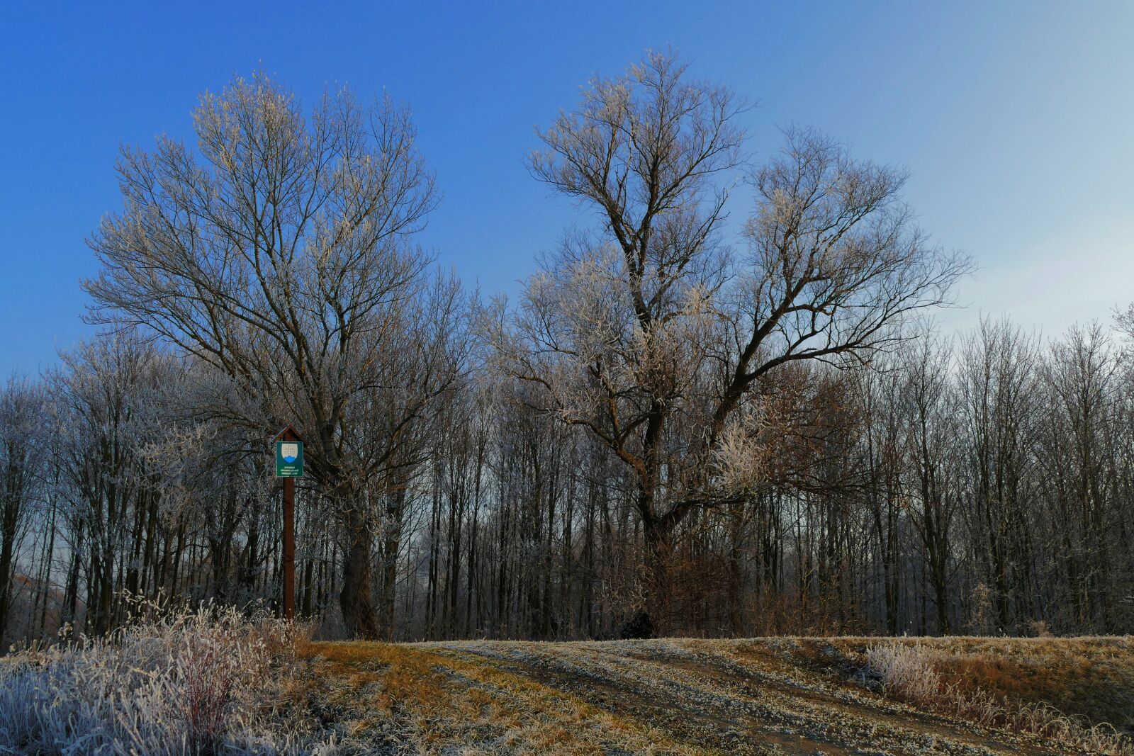 Panasonic Lumix DMC-FZ1000 sample photo. Trees, winter, sky photography