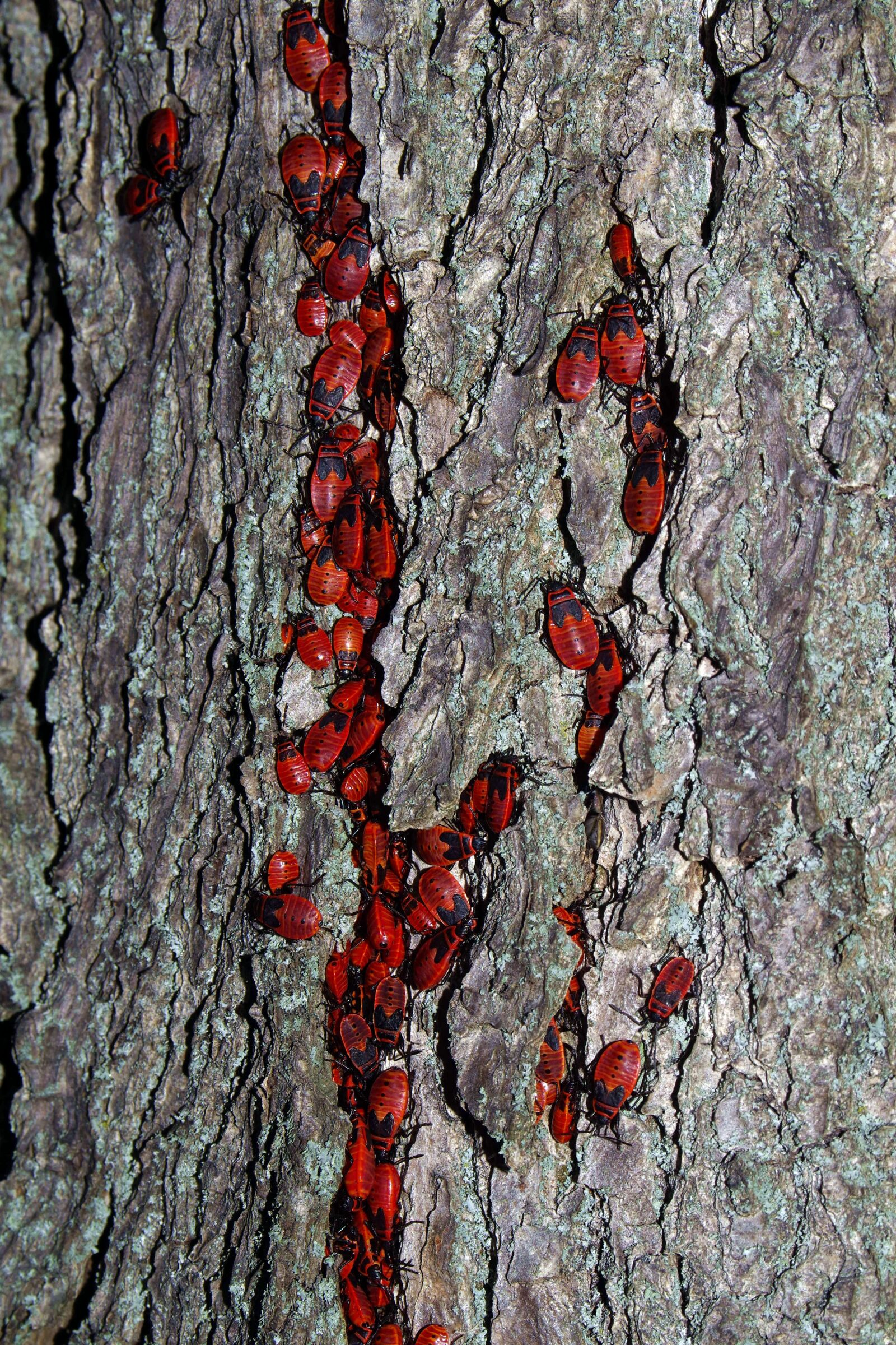 Pentax K-S2 sample photo. Smith wingless, insect, red photography