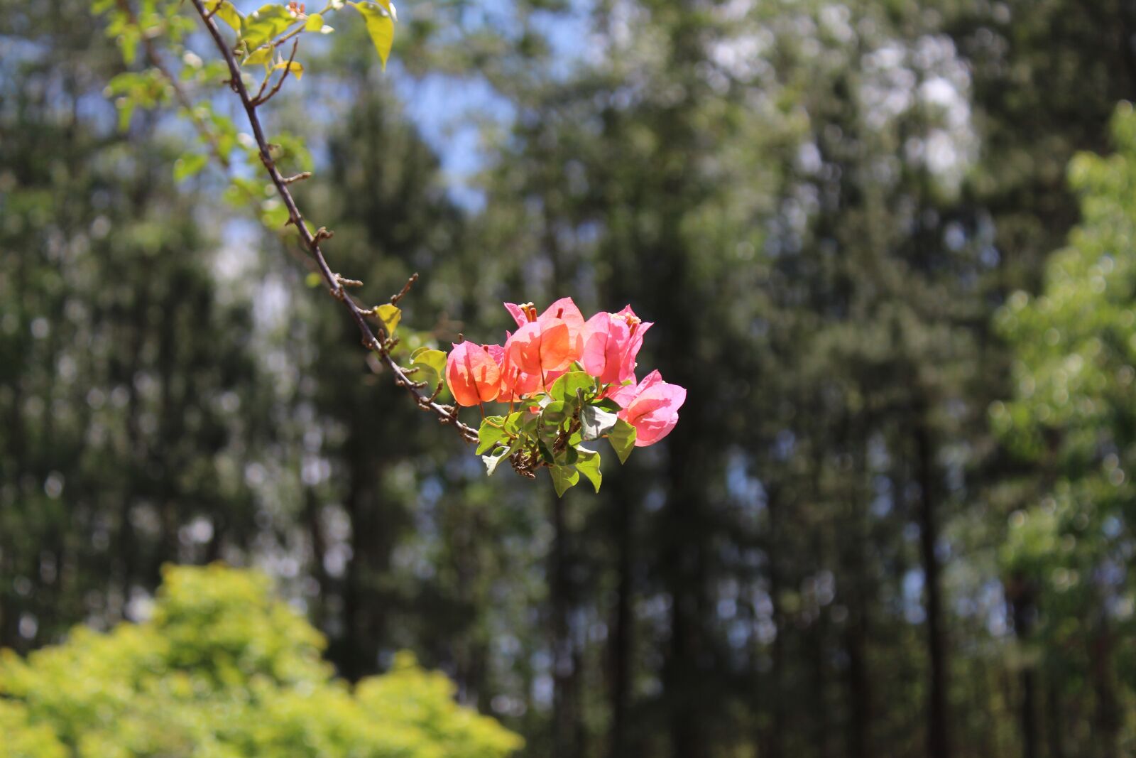 Canon EOS 1300D (EOS Rebel T6 / EOS Kiss X80) sample photo. Flowers, nature, garden photography