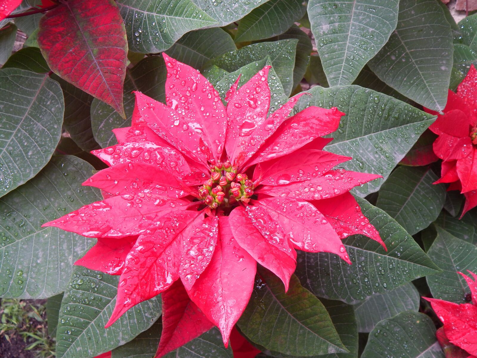Nikon Coolpix L820 sample photo. Red flower, rain, petals photography