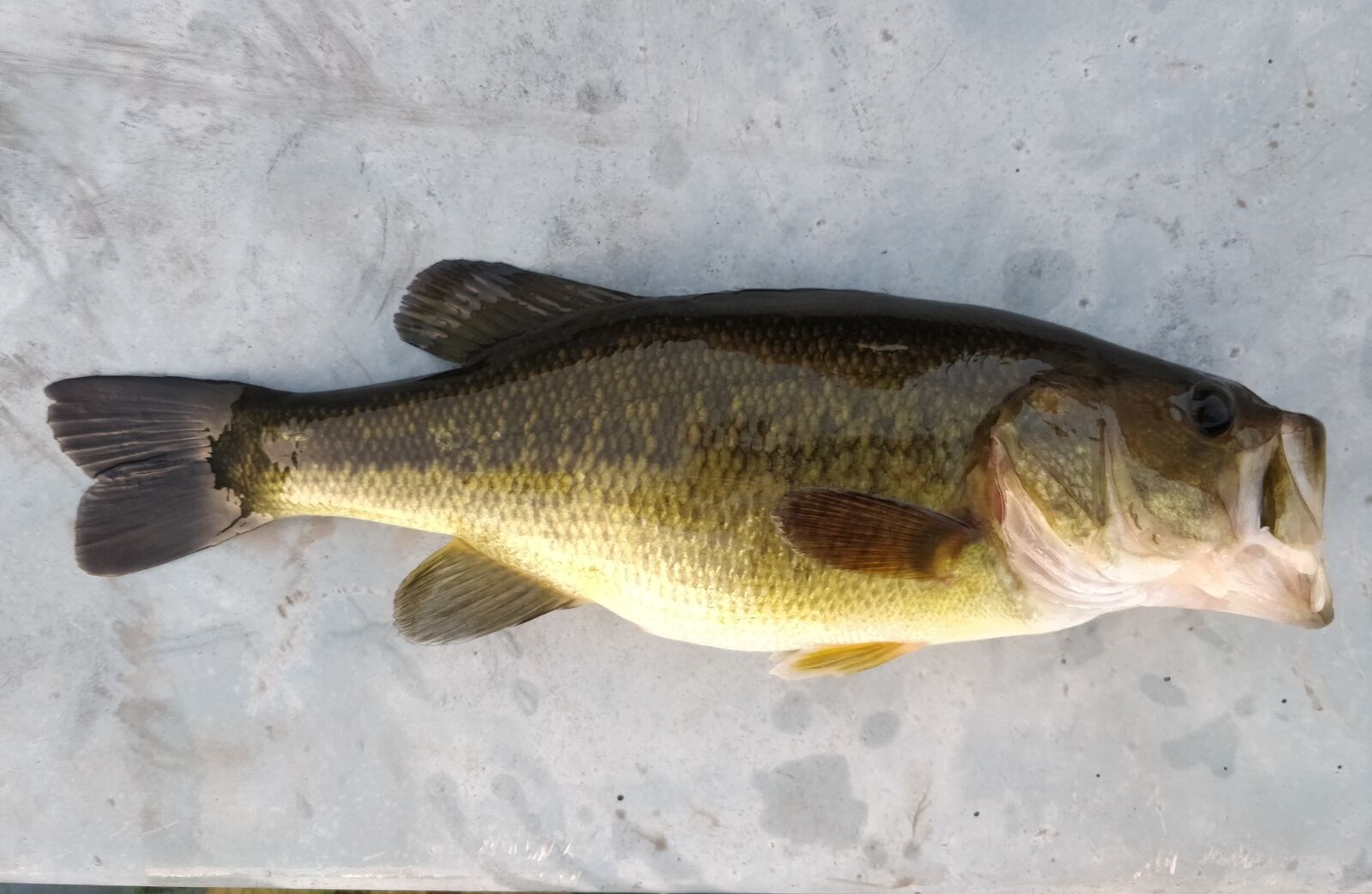 OnePlus A5000 sample photo. Bass, fish, nature photography