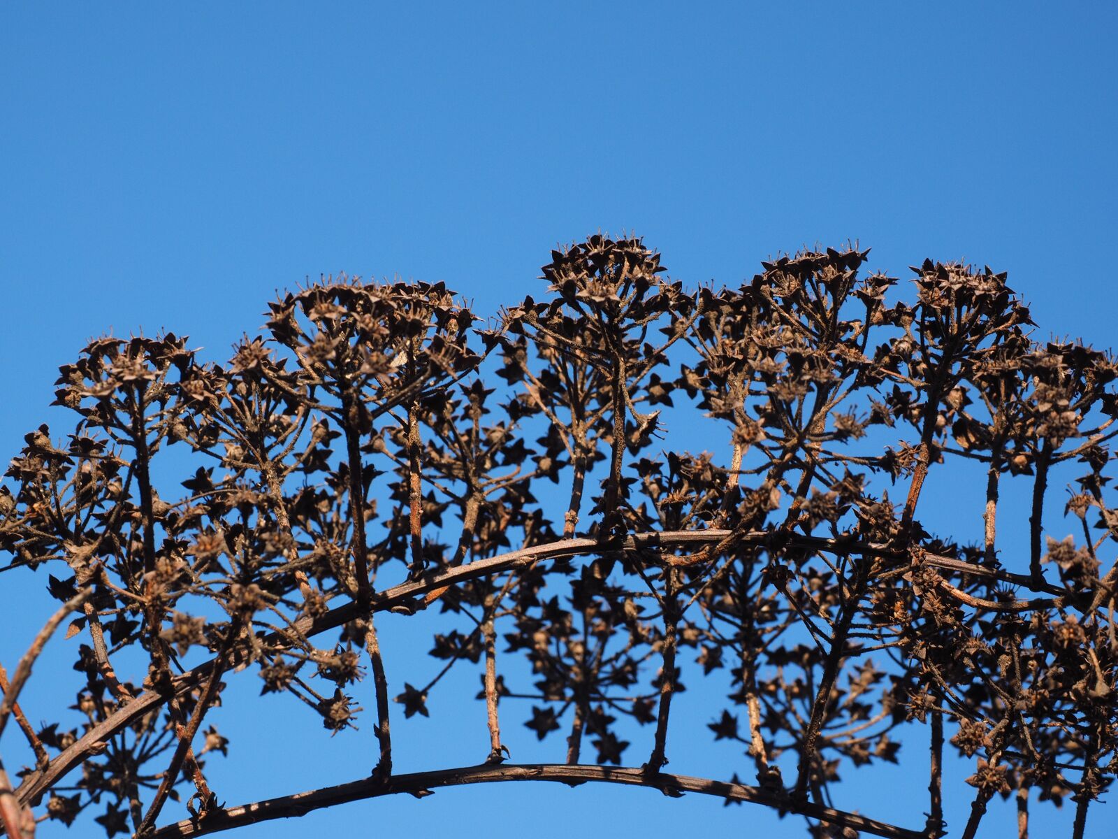Olympus OM-D E-M1 + Olympus M.Zuiko Digital ED 12-40mm F2.8 Pro sample photo. Inflorescences, ornamental shrub, withered photography