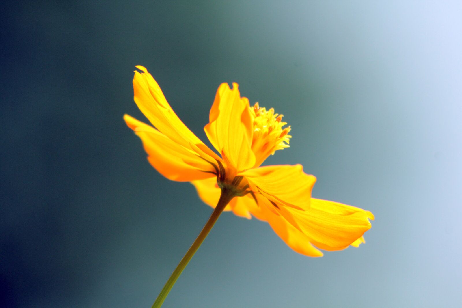 Canon EOS 550D (EOS Rebel T2i / EOS Kiss X4) sample photo. Flower, yellow, cloudy photography