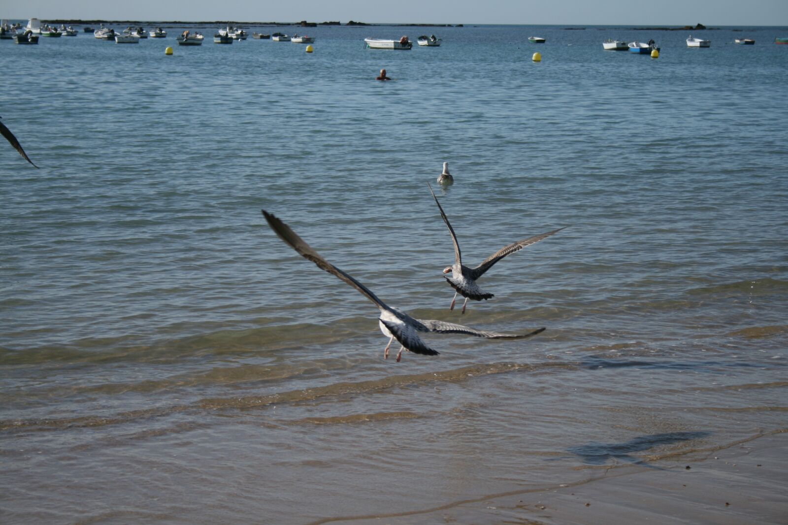 Canon EOS 400D (EOS Digital Rebel XTi / EOS Kiss Digital X) sample photo. Fly, freedom, seagulls photography