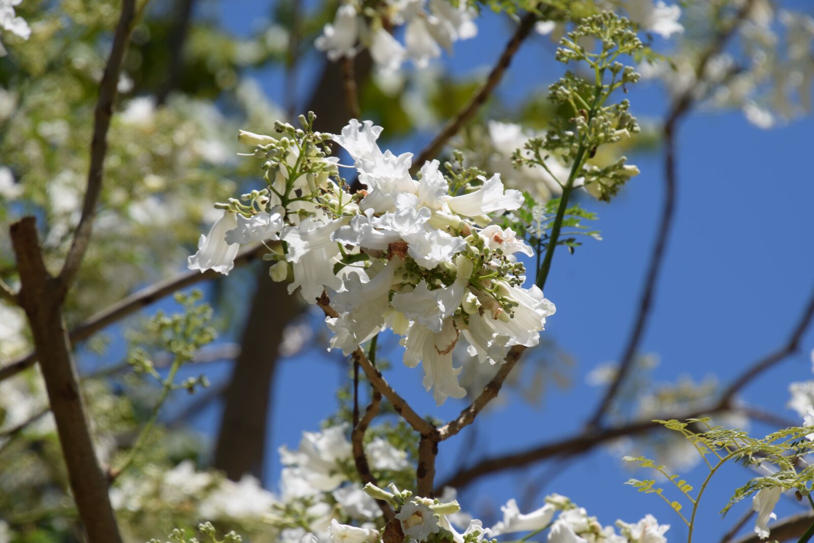 Nikon D5300 sample photo. White jacaranda, queensland, spring photography