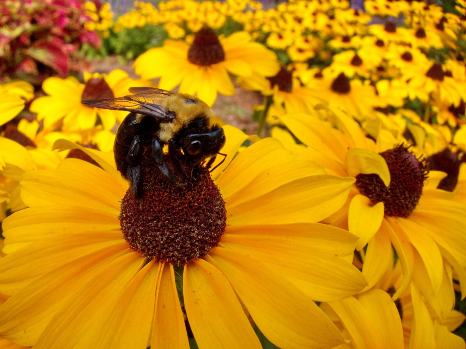 Canon PowerShot S90 sample photo. Bumble bee, flower, yellow photography