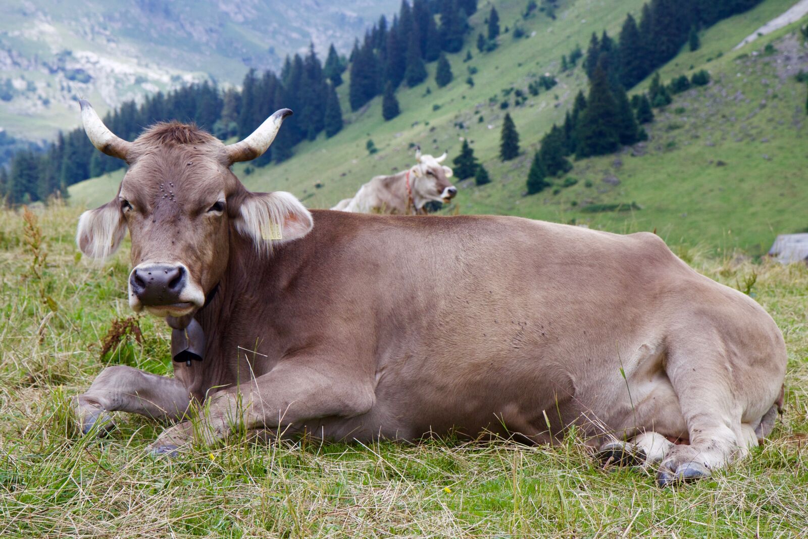 Canon EOS 70D sample photo. Cow, horns, alpine photography