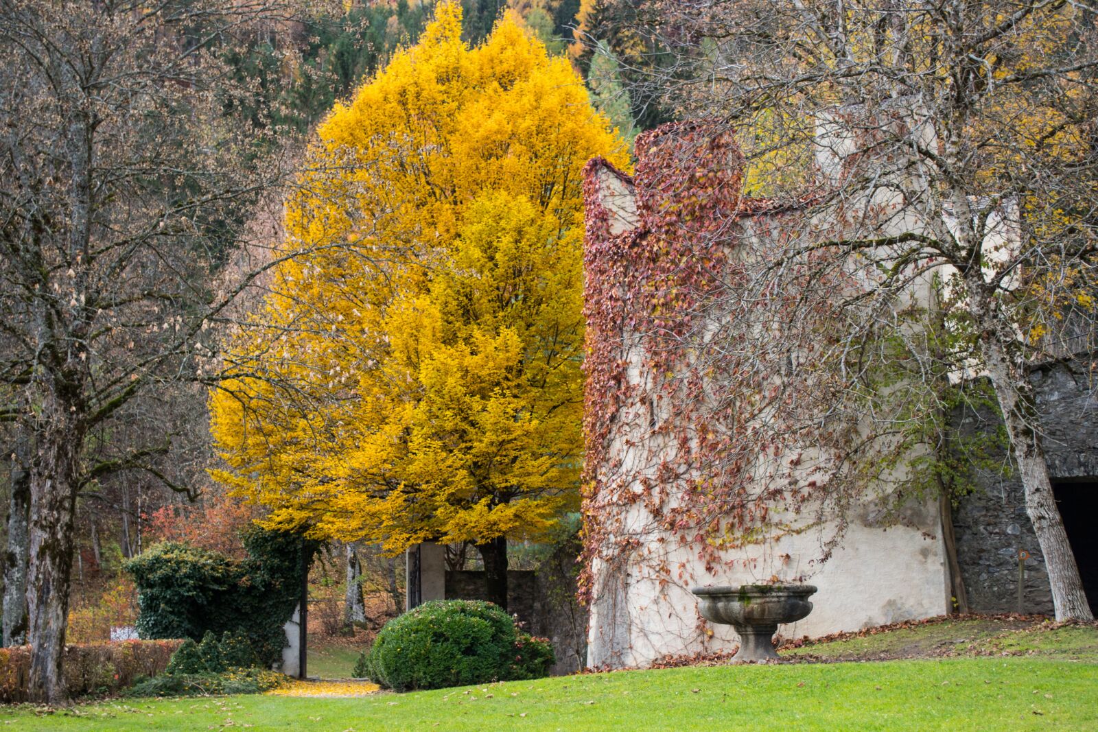 Nikon D3100 sample photo. Tree, park, autumn photography