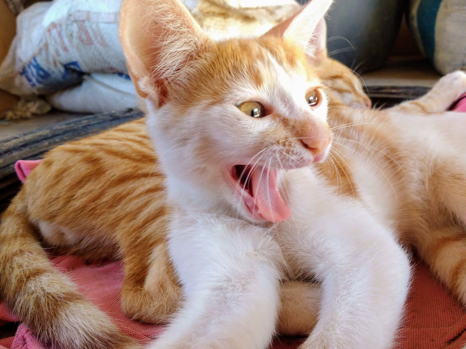 Motorola MotoG3 sample photo. Cat, feline, the cat photography