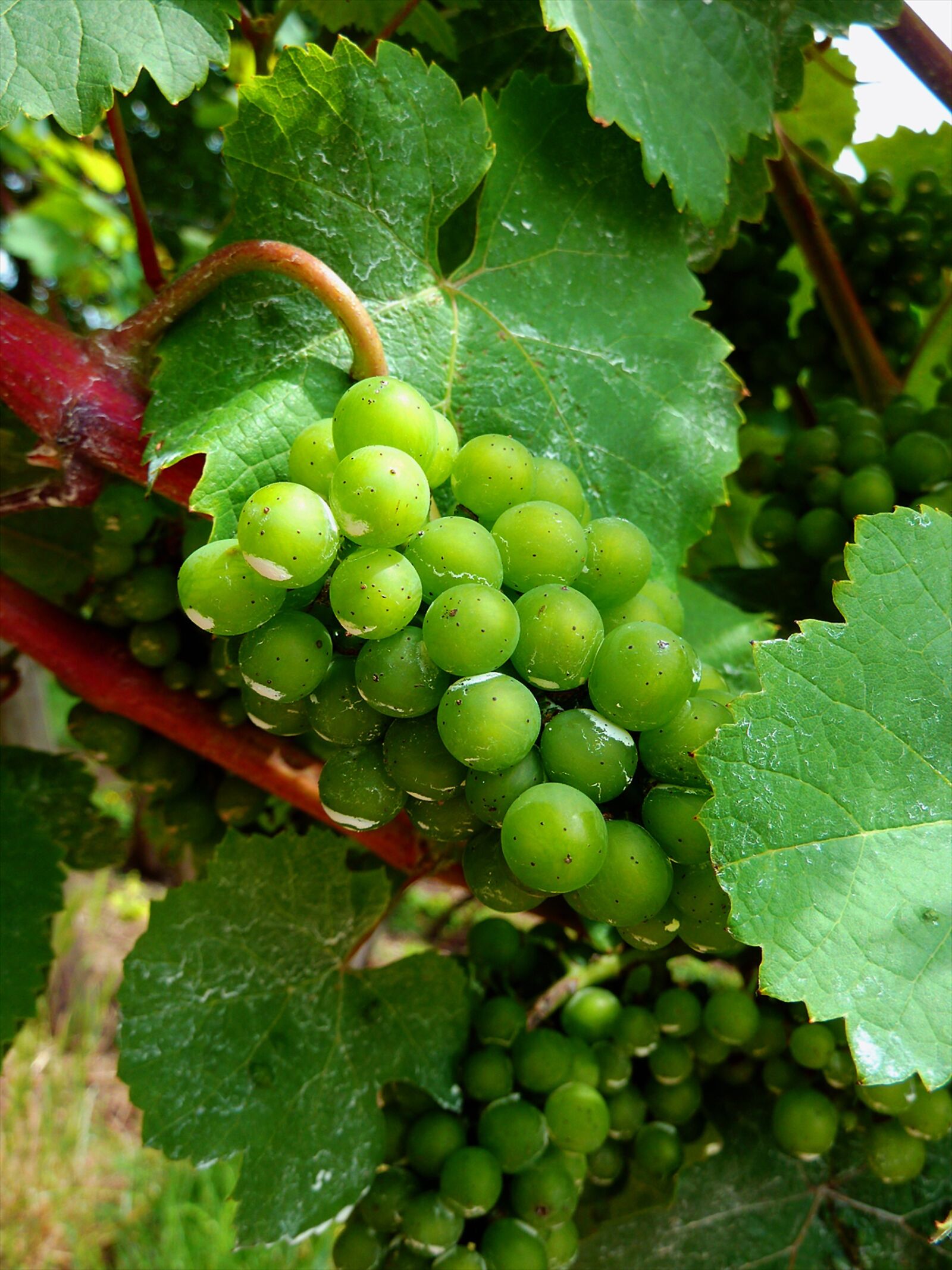 Panasonic DMC-TZ7 sample photo. Grapes, gold, fruit photography