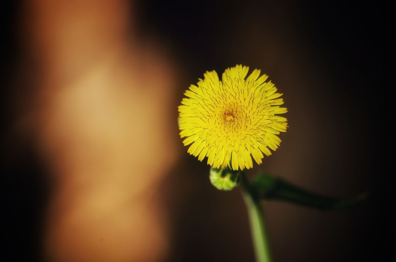 Nikon D5100 sample photo. Dandelio, flower, plant photography