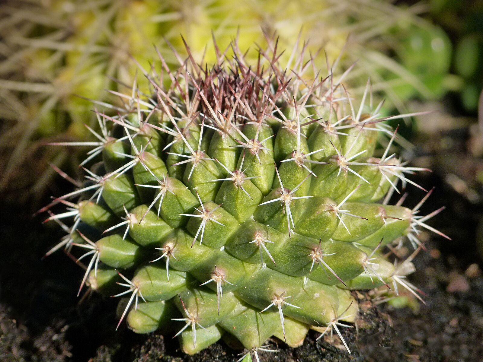 Leica V-Lux 2 sample photo. Cactus, plant geometry, plant photography