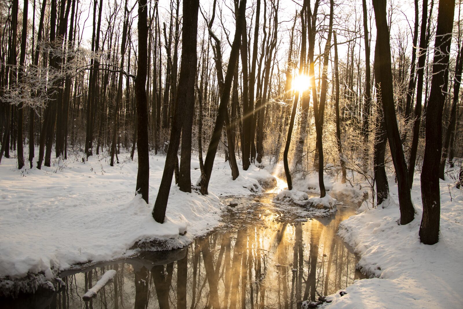 Nikon D7500 sample photo. Cold, cold forest, day photography