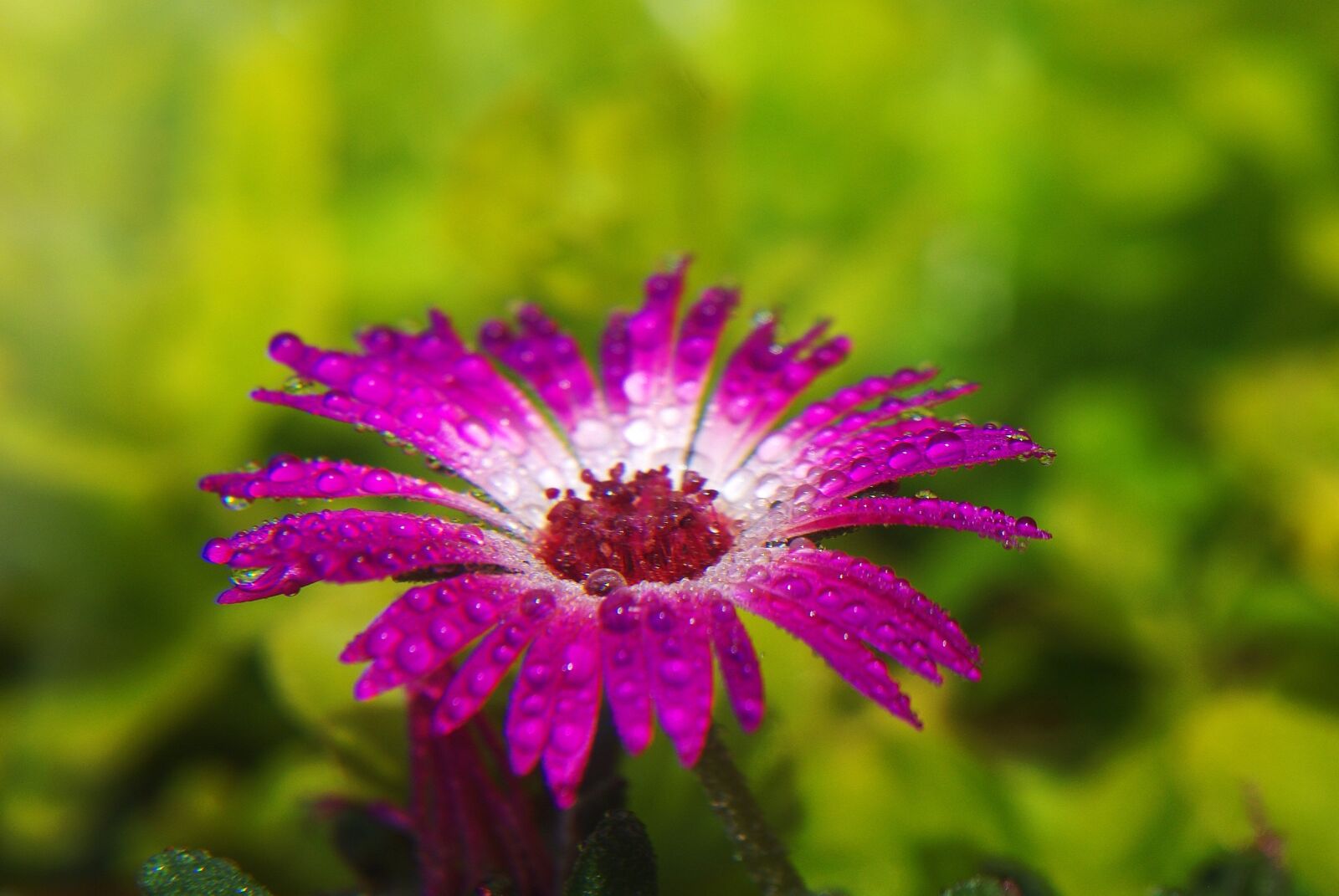 Pentax K-m (K2000) sample photo. Marguerite, flower, plant photography