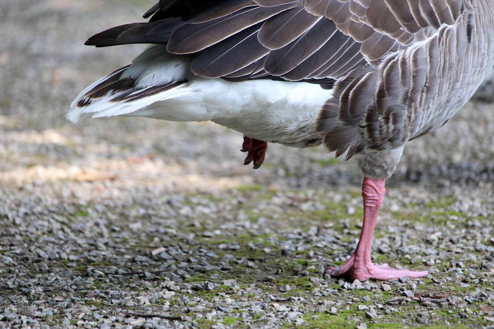 Canon EF-S 55-250mm F4-5.6 IS STM sample photo. Greylag goose, water bird photography