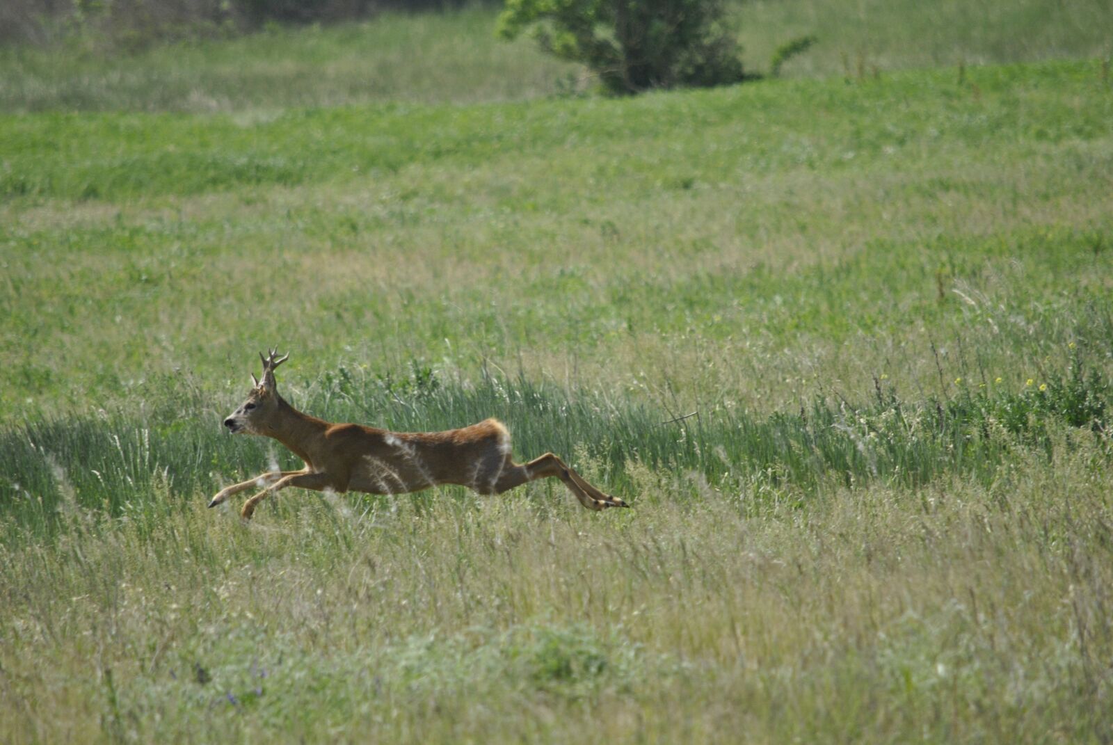 Nikon D3000 sample photo. Deer, cancer stream, meadow photography