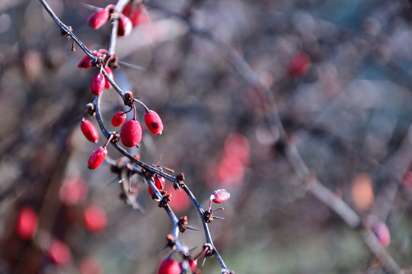 Nikon D3200 sample photo. Berries, fruits, red photography