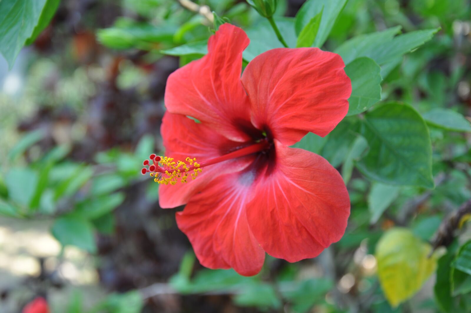 Nikon D90 sample photo. Nature, flower, summer photography