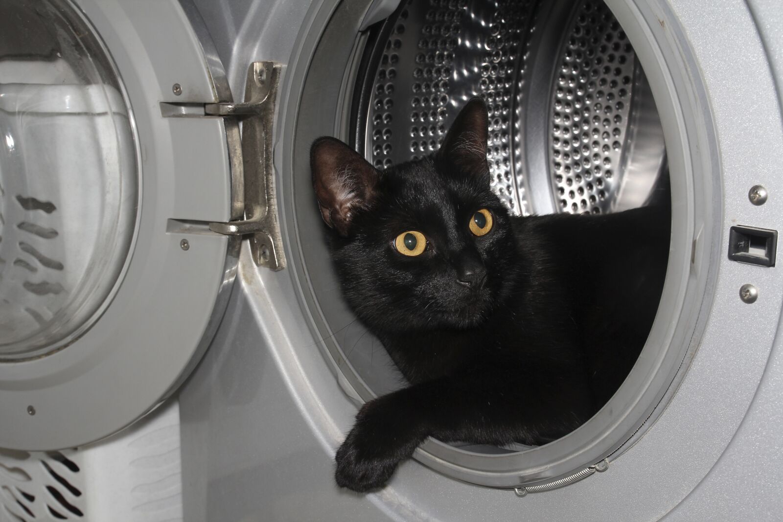 Canon EOS 60D sample photo. Cat, house, washing machine photography