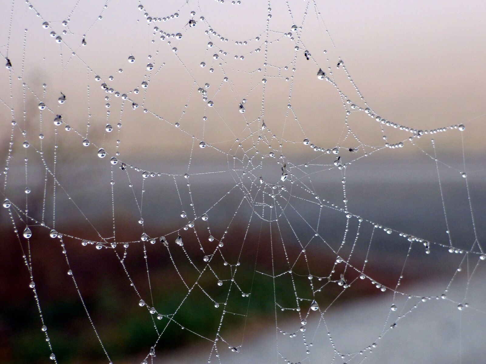 Panasonic DMC-FZ72 sample photo. Canvas, spider, nature photography