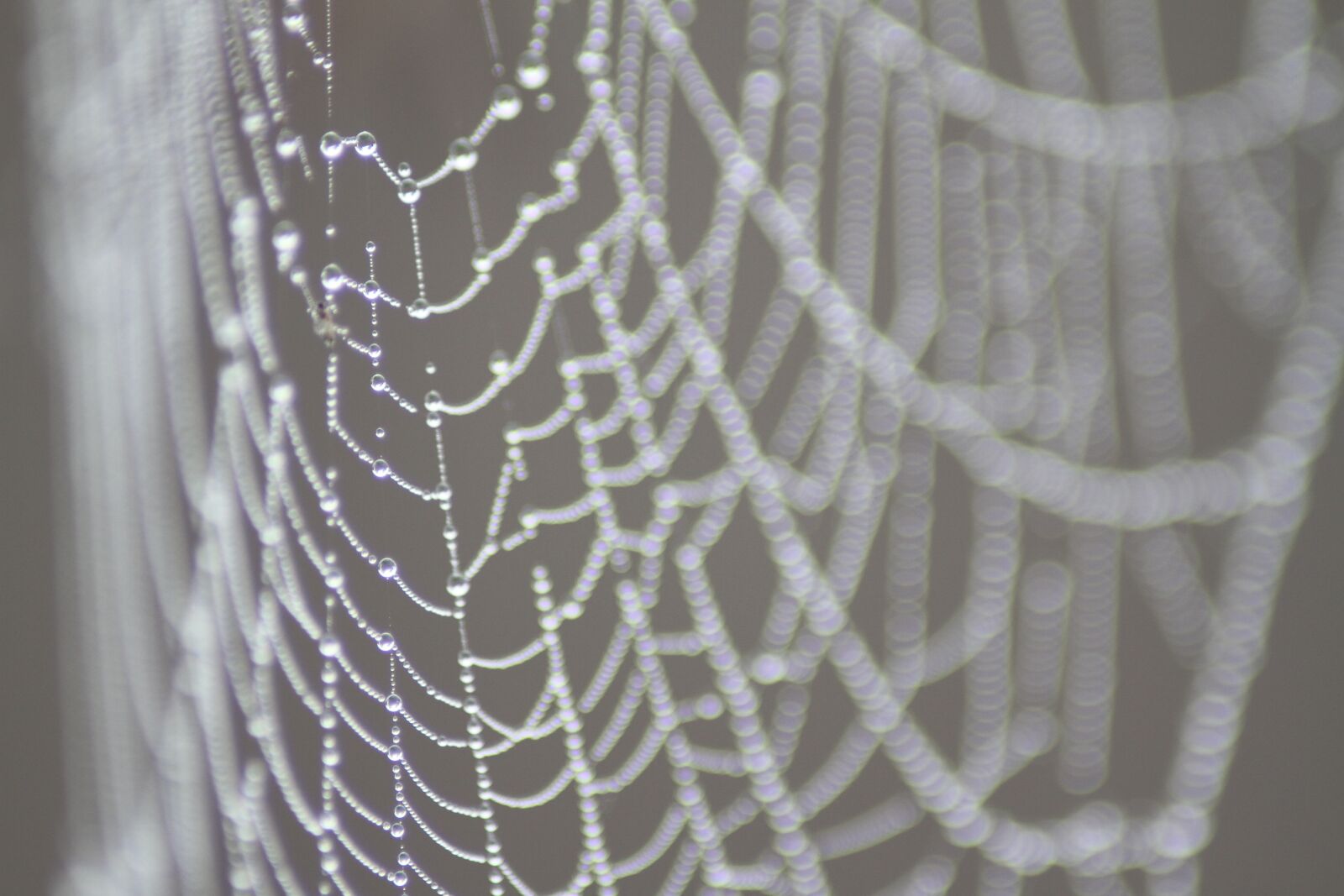 Canon EOS 7D sample photo. Web, spiderweb, water photography