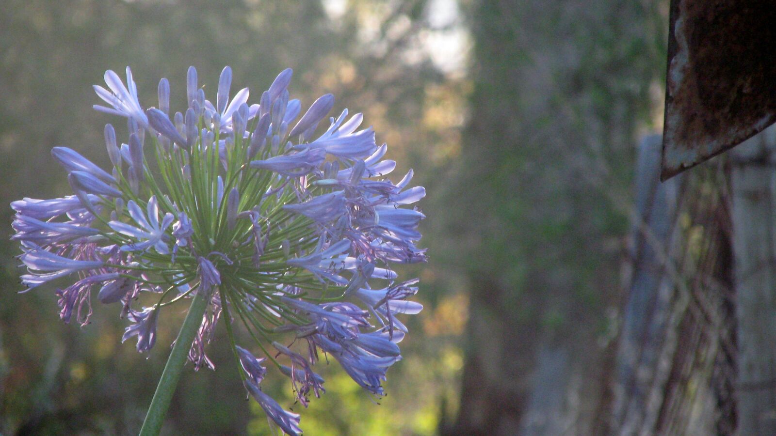 Canon POWERSHOT TX1 sample photo. Flower, nature, purple photography