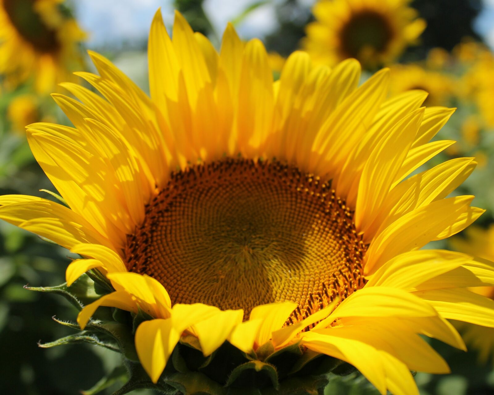 Canon EOS 1100D (EOS Rebel T3 / EOS Kiss X50) sample photo. Sunflower, flower, yellow photography