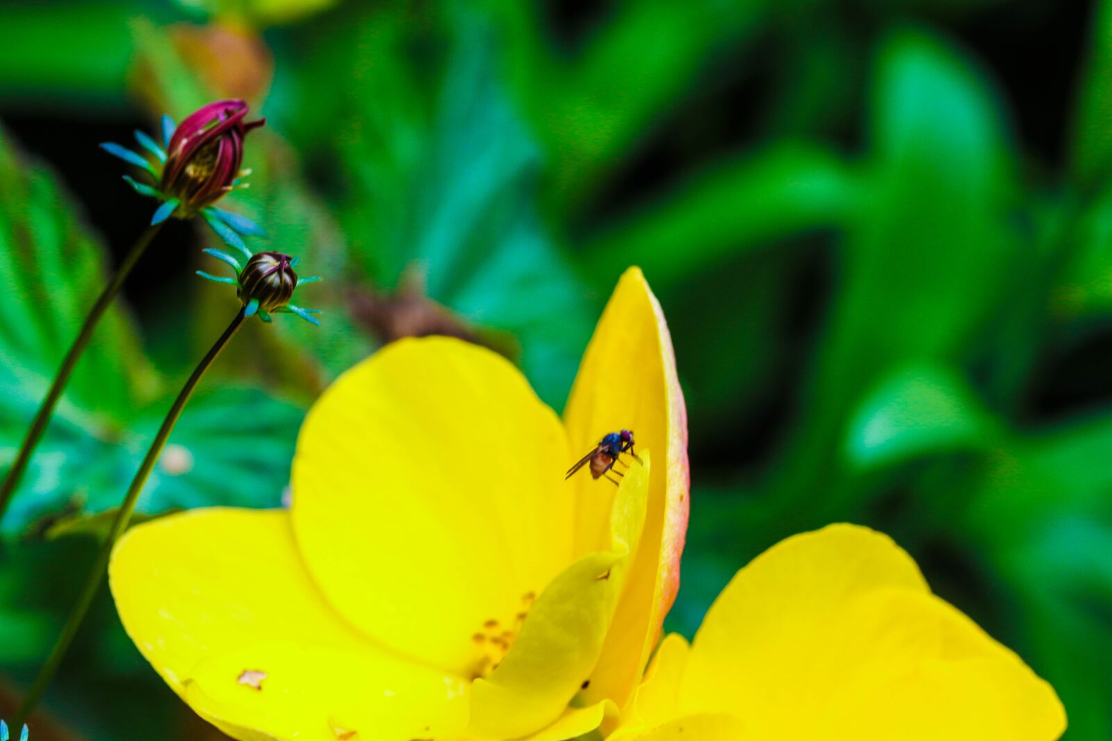 Canon EOS 7D Mark II sample photo. Flower, insect, garden flower photography