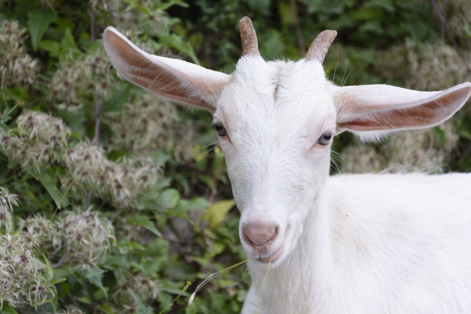Nikon D7100 sample photo. Goatling, goat, animal photography